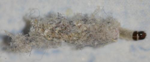 Tinea pellionella